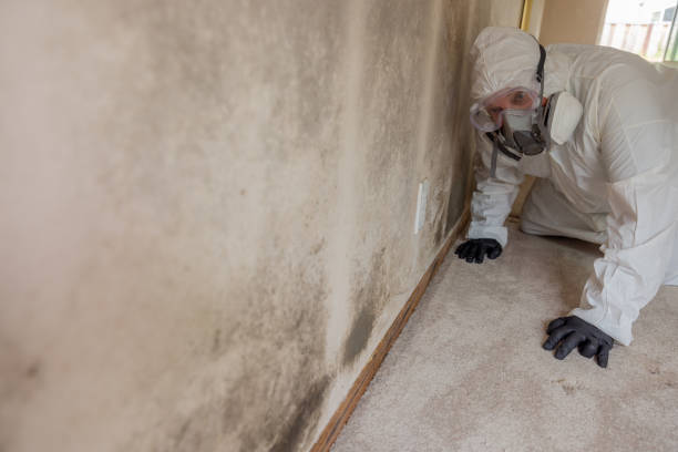  , USA Mold Removal Pros